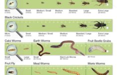 Bearded Dragon Food Chart Google Search Bearded Dragon Care