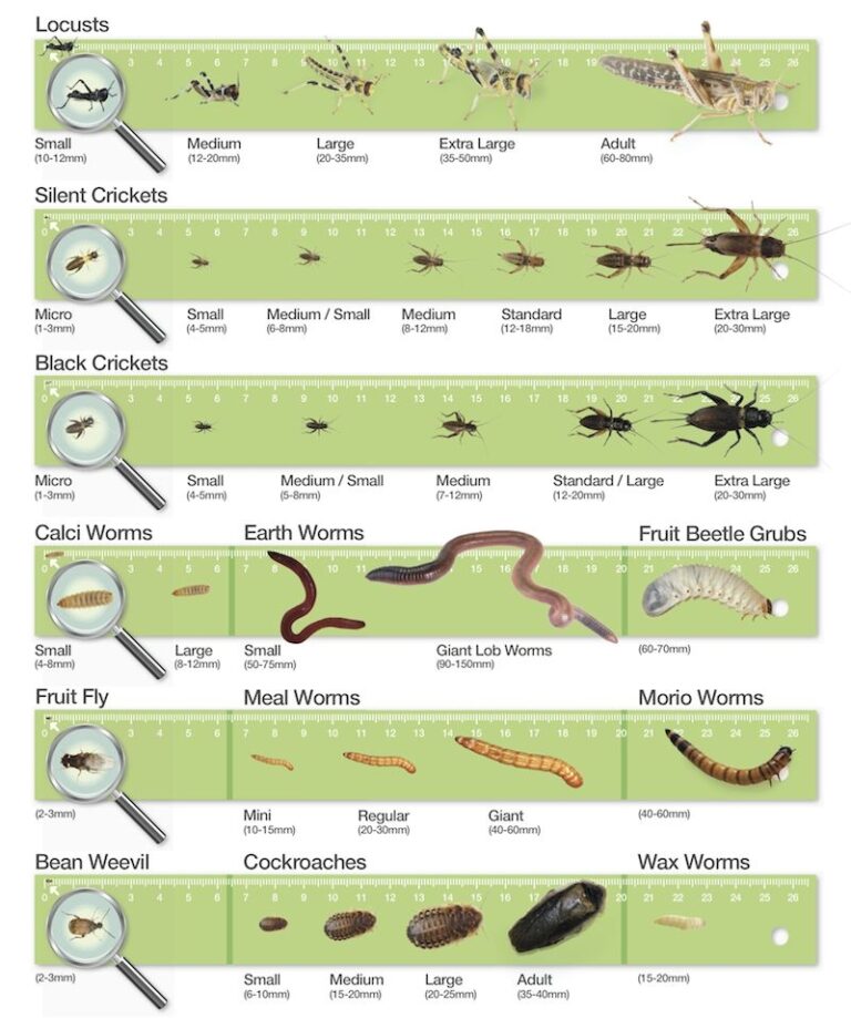 Bearded Dragon Food Chart Google Search Bearded Dragon Care 
