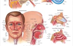 Buy Ear Nose And Throat Anatomical Chart Online At DesertcartUAE