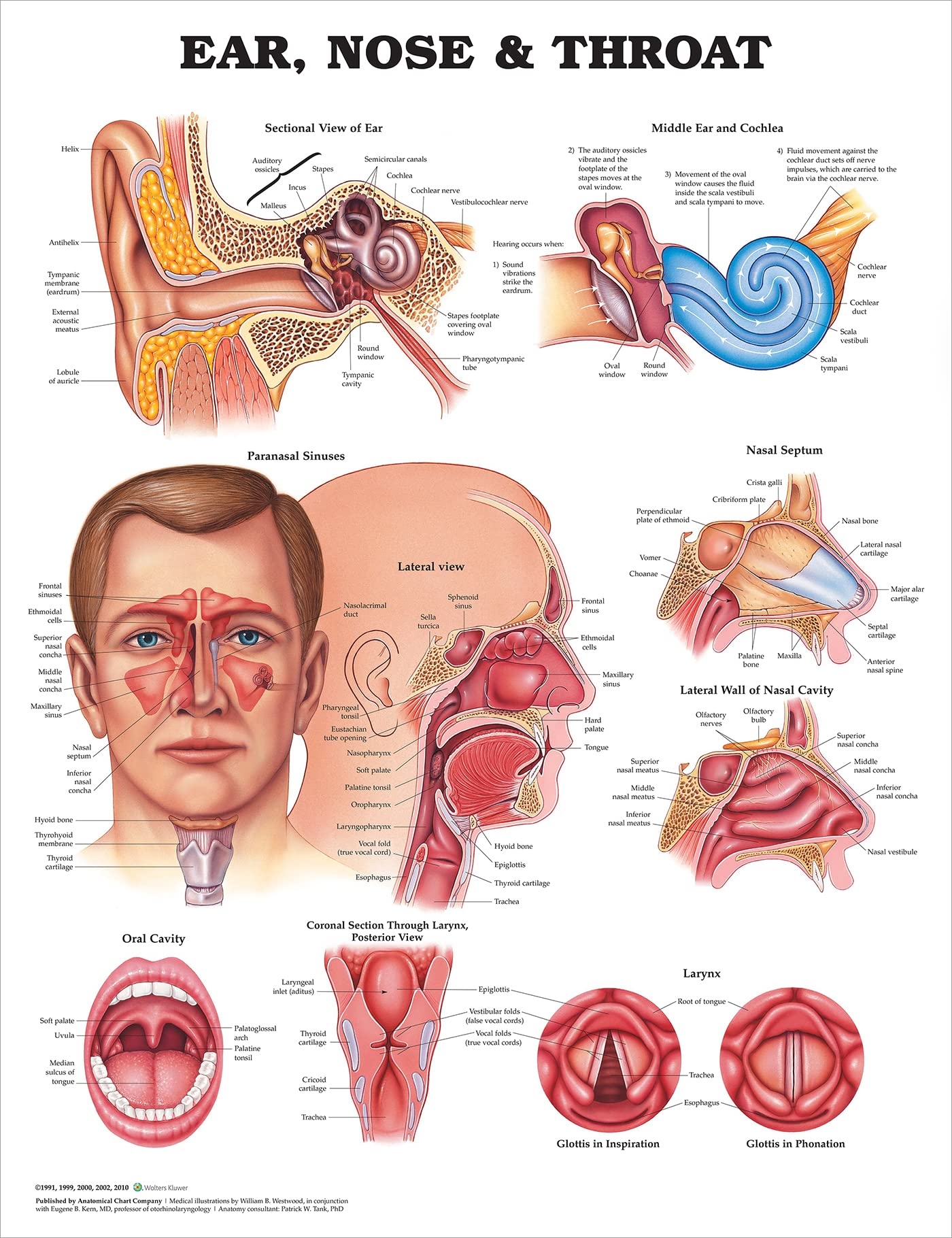 Buy Ear Nose And Throat Anatomical Chart Online At DesertcartUAE