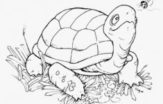 Coloring Pages Turtles Free Printable Coloring Pages
