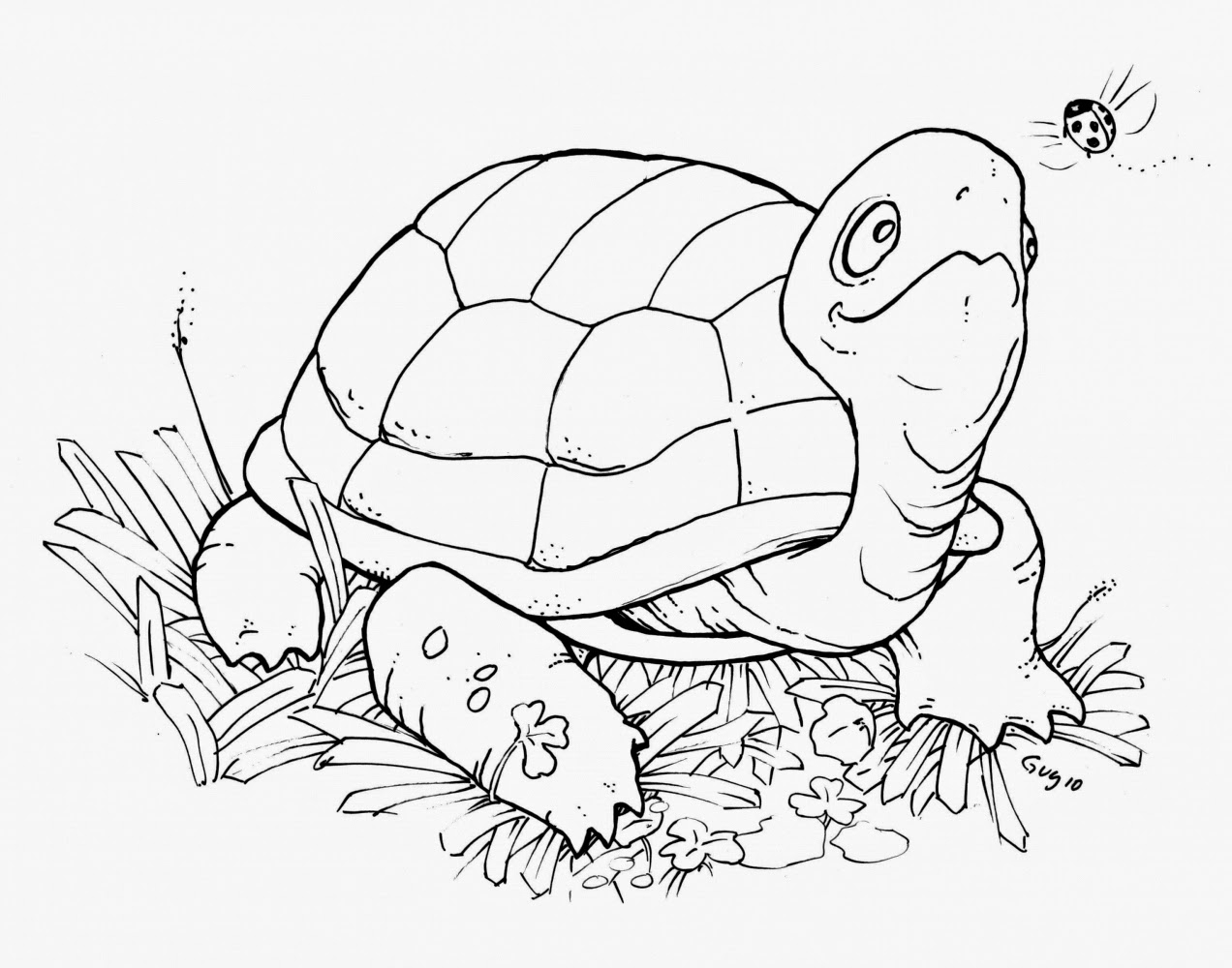 Coloring Pages Turtles Free Printable Coloring Pages