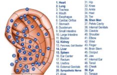 Get FREE Ear Seed Placement Cheat Sheet 60 Essential Auricular Points