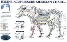 Printable 12 Meridians Chart Ubicaciondepersonas cdmx gob mx